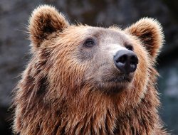 На Камчатке медведь «потоптался» на крыше иномарки