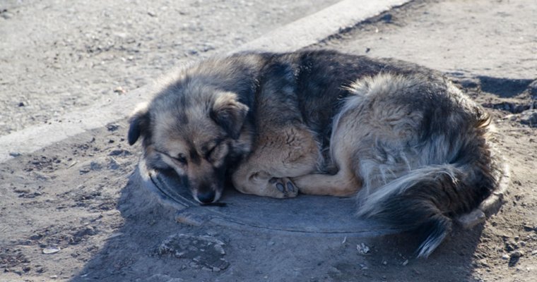 Бешеная собака покусала двоих жителей Вавожского района Удмуртии
