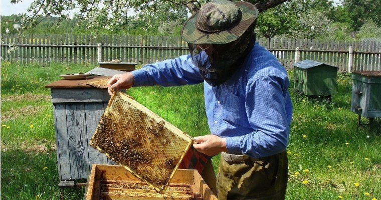 В Удмуртии создадут ассоциацию пчеловодов 