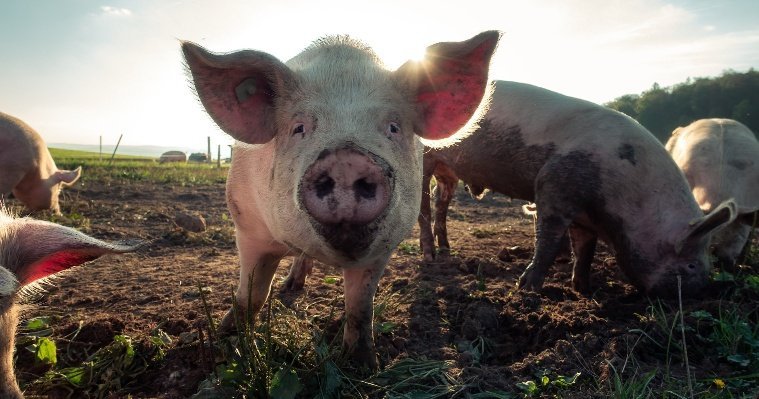 Житель Ижевска содержит более 100 свиней с нарушением ветеринарных правил 