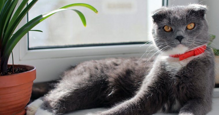Выбросившего из окна кота жителя Урала приговорили к году в колонии строгого режима