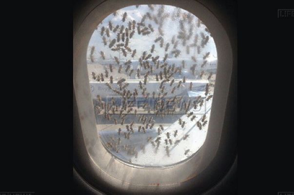 Тысячи пчел напали на пассажирский самолет во Внуково