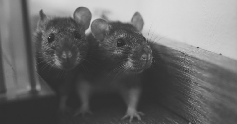 В Подмосковье пенсионерка развела в квартире более 600 крыс