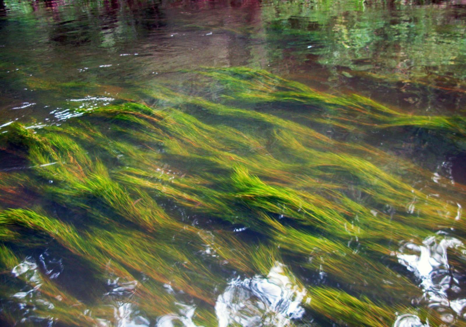 

Река Чегадинка в Удмуртии сменила цвет из-за попадания в неё неизвестной жидкости

