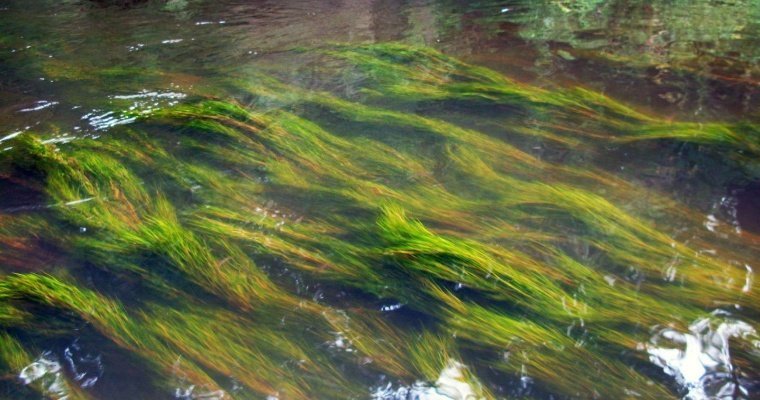 Река Чегандинка в Удмуртии сменила цвет из-за попадания в неё неизвестной жидкости