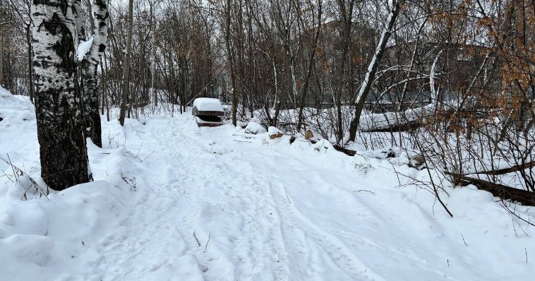 У стадиона «Зенит» в Ижевске проведут санитарную вырубку деревьев