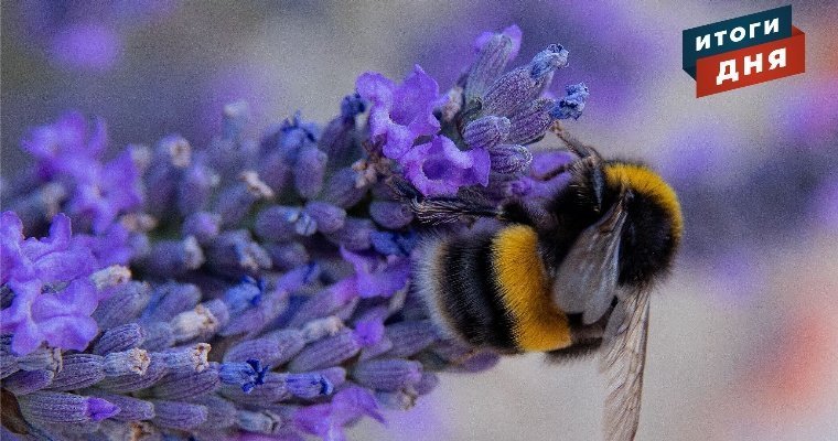 Итоги дня: массовая гибель пчел в Удмуртии, штраф за некачественный сыр и правила ношения масок