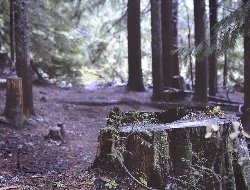 Итоги дня: защита леса от прокладки дороги в Ижевске и первые заморозки в Удмуртии