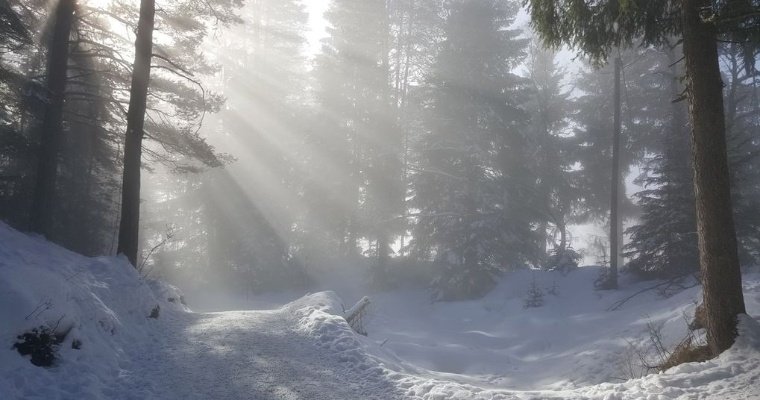 8 февраля на Удмуртию опустится туман