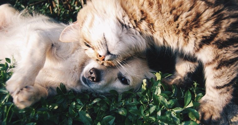 Кошек и собак внесут в закон о маркировке 