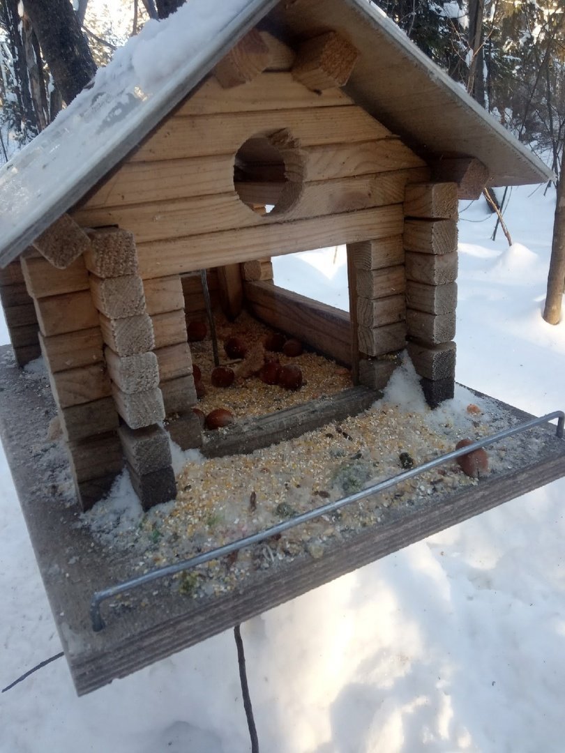 Жители Удмуртии смогут принять участие в акции по подкормке птиц в зимний период