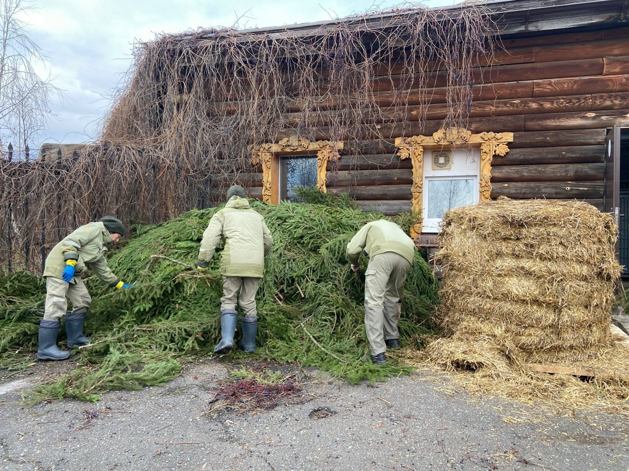 В зоопарке Удмуртии с похолоданием медведи ушли в зимнюю спячку