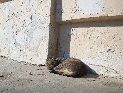 В Ижевске вновь пытаются найти подрядчика на отлов и содержание бездомных животных