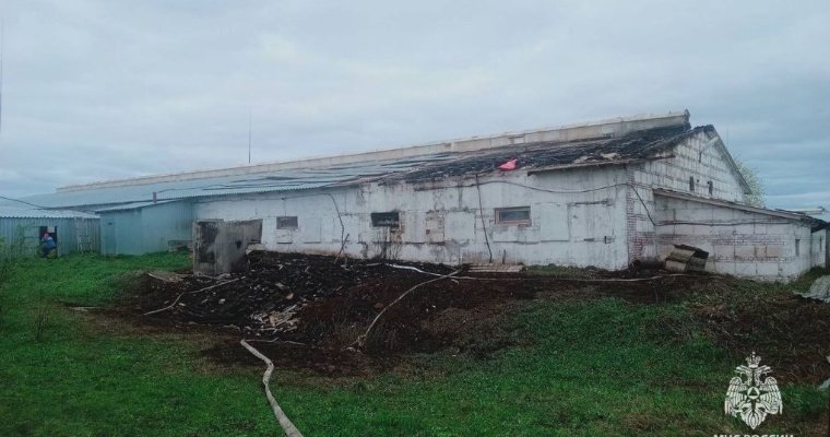 Жители Удмуртии спасли почти 300 поросят от гибели в огне