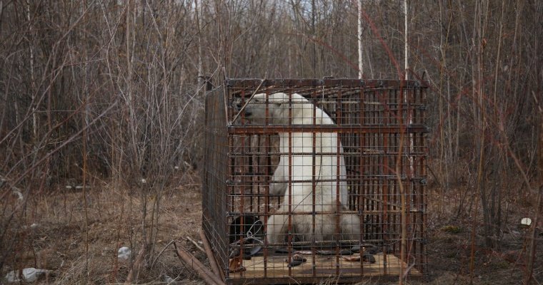 В Якутии белый медведь забрел на тысячу километров южнее обычного ареала