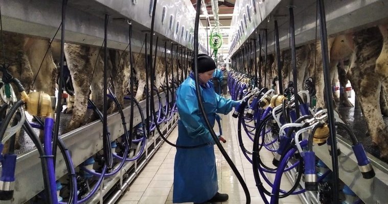 В Шарканском районе поставлен рекорд по производству молока