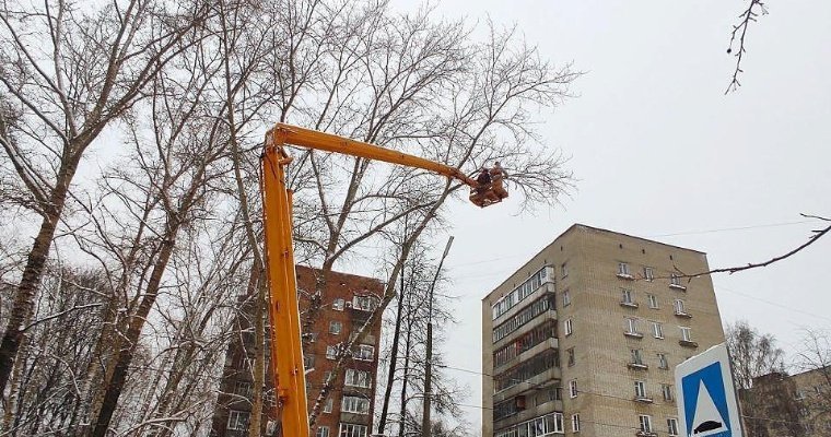 В 2025 году в Глазове планируется высадить около 50 новых зелёных насаждений 