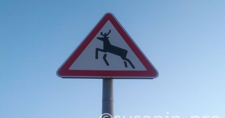 В Кизнерском районе местные жители попытались украсть тушу сбитого лося