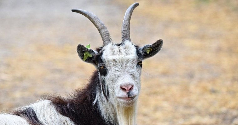 Бешеную козу обнаружили в Алнашском районе Удмуртии