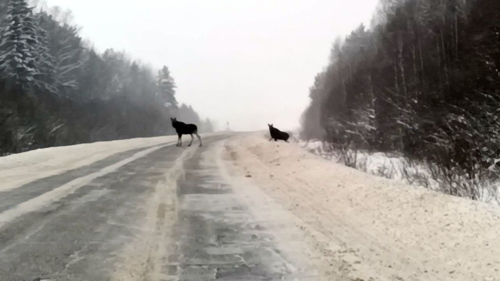 Лоси стали чаще выбегать на дорогу в Селтинском районе Удмуртии