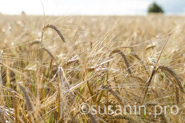 Хозяйства Удмуртии завершили сев яровых зерновых культур