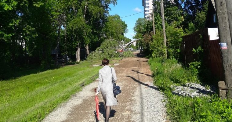 Упавшее дерево остановило движение трамваев в Ижевске