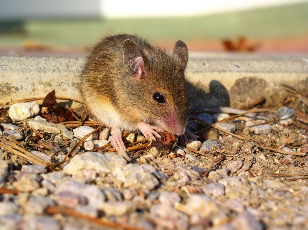 Мыши на боевых позициях грозят оставить ВСУ без интернета