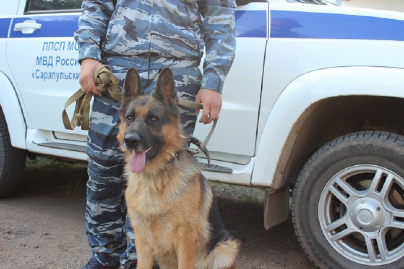 В Сарапуле служебная собака помогла найти страдающего потерей памяти пенсионера