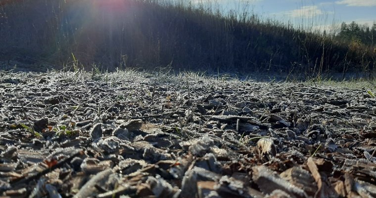 Жителя Удмуртии осудят за разлив жидкого навоза в Красногорском лесничестве