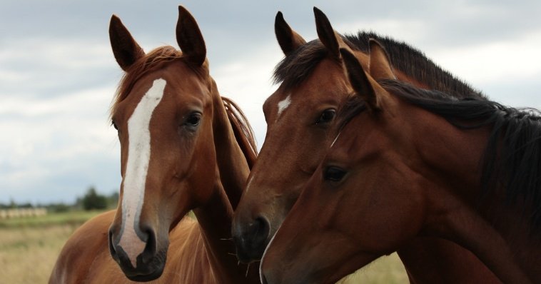 В Иркутской области иномарка врезалась в табун лошадей