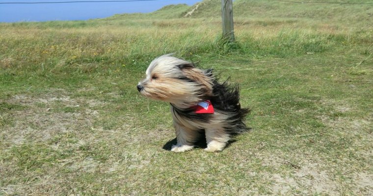 Жителей Удмуртии предупредили о сильном ветре