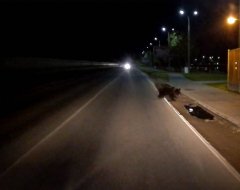 Медвежонок пробежал по набережной Воткинска и переплыл пруд