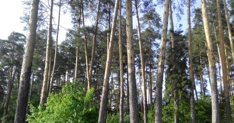 Владимир Путин поручил проконтролировать рубку леса в Иркутской области