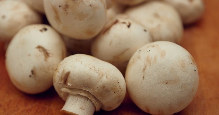 В десять раз увеличился экспорт субстрата шампиньонной грибницы из Удмуртии