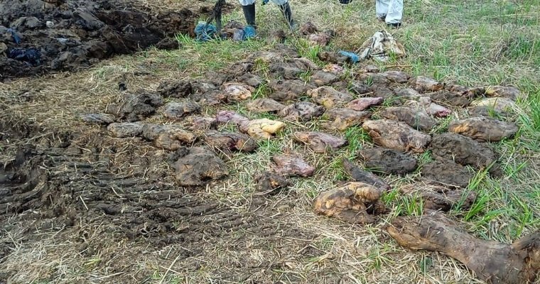 Больше 50 тушек бобров несанкционированно захоронил житель Воткинска