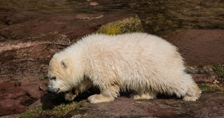 В семье переехавшего из Ижевска в ростовский зоопарк медведя Айона появился медвежонок