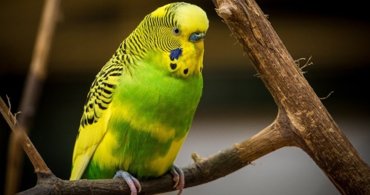 Убийцу из Индии установили благодаря реакции попугая 
