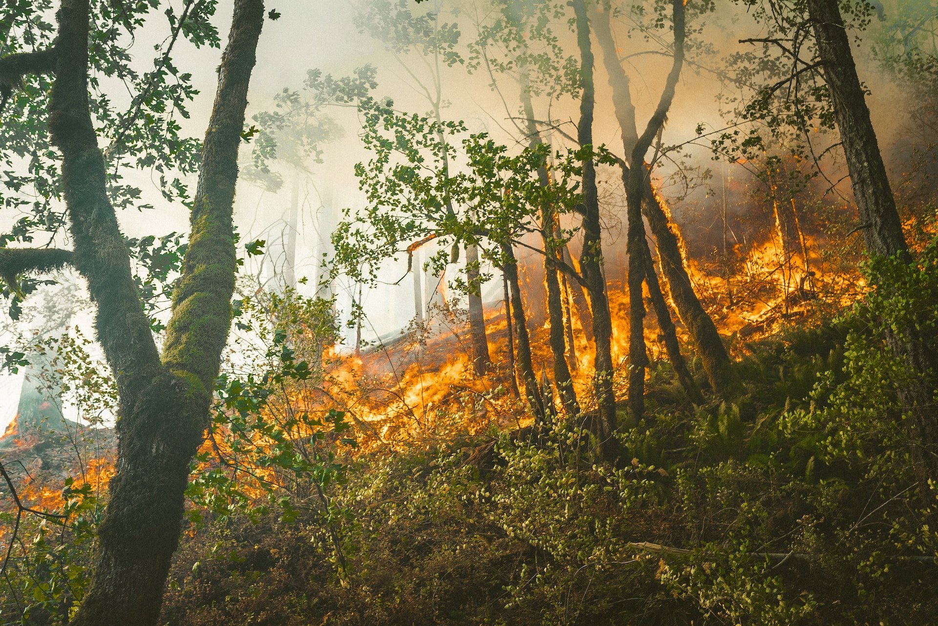 В Курганской области из-за лесных пожаров ввели режим чрезвычайной ситуации