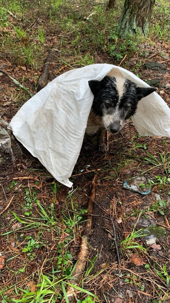 Жители Увы пытаются спасти раненую брошенную в лесу собаку