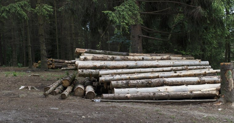 В Удмуртии планируют создать Глазовский лесной кластер