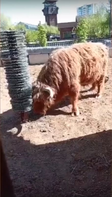 В зоопарке Ижевска для шотландского скота Феди установили чесалку 
