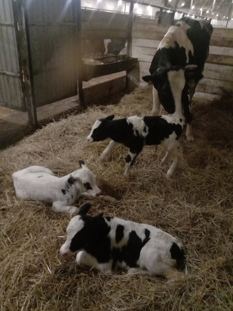 В Дебёсском районе корова родила сразу трёх телят