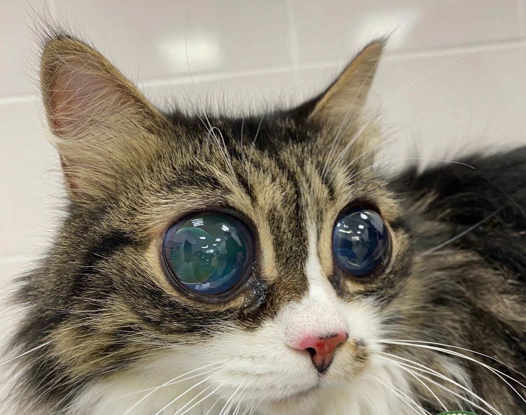 Врачи Центральной ветлечебницы в Ижевске помогли коту с глаукомой, который потерял зрение 