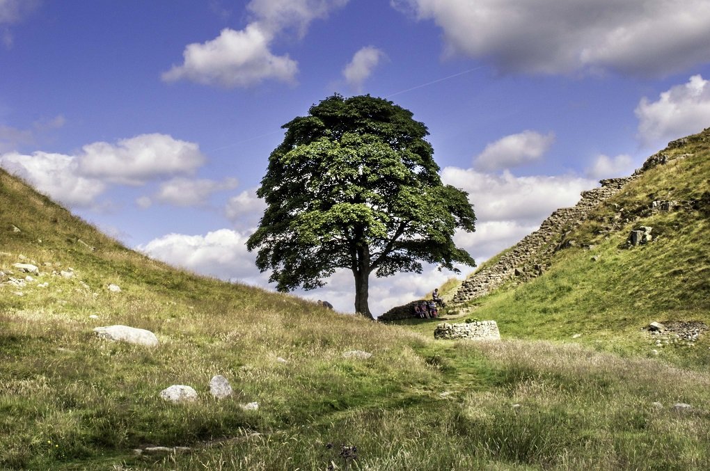 Спилившего легендарное дерево Робин Гуда подростка задержали в Англии 