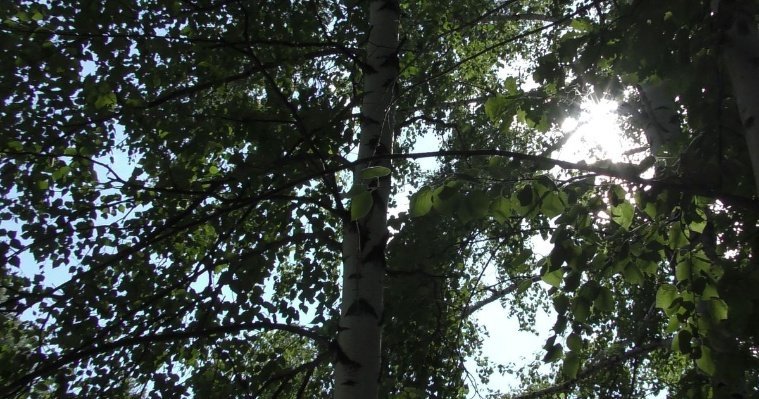 Администрацию Ижевска обязали защитить леса в Октябрьском районе