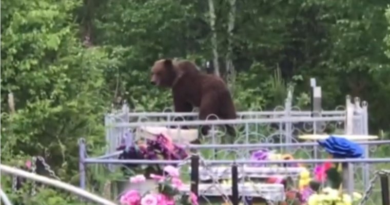 Косолапый вандал: медведь пытался повалить памятник на кладбище в Иркутской области 