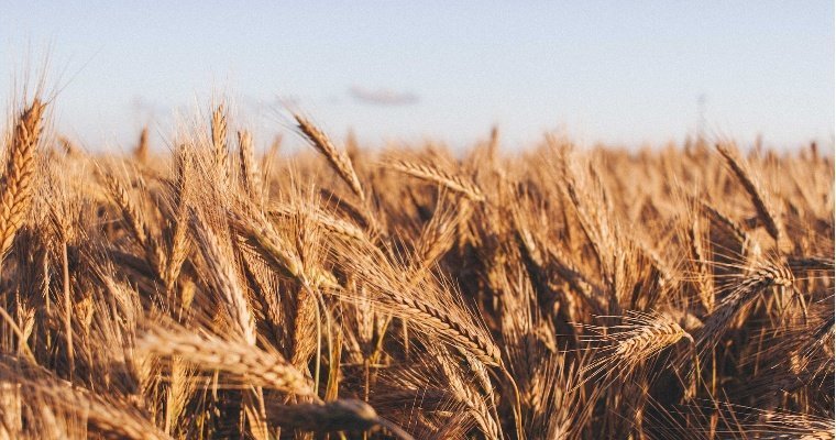Хлеборобы побили постсоветский рекорд урожайности зерна в Можгинском районе