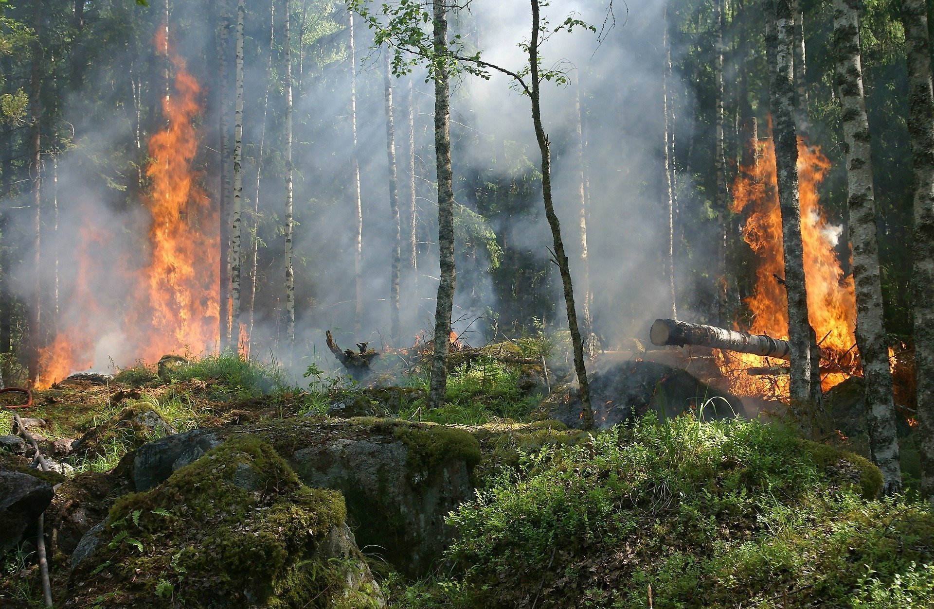 Площадь лесных пожаров в России составила 60 000 га
