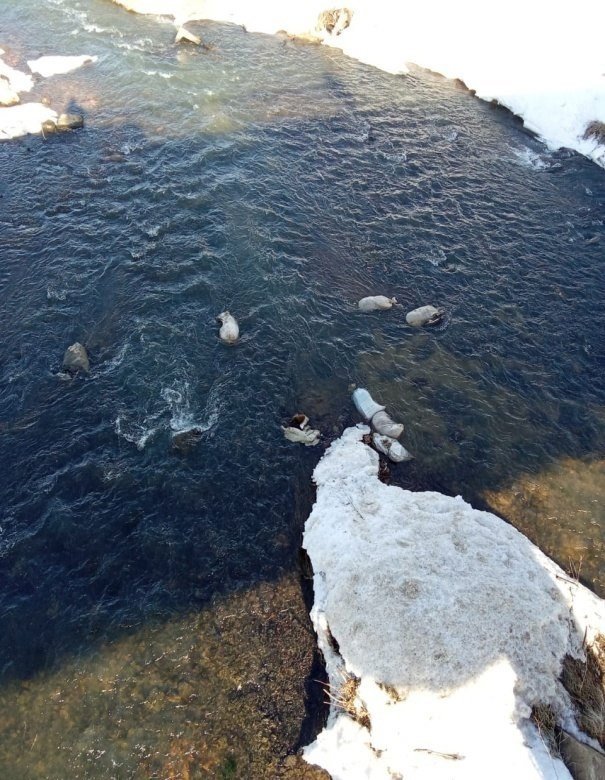 В реке Лекма в Юкаменском районе обнаружили шкуры кабанов 