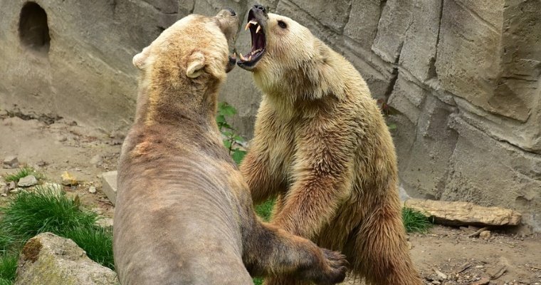 В Северной Америке началось массовое скрещивание белого медведя с гризли